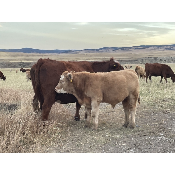 Einar & Judy & Logan & Emily Nelson - 620# October Delivery Steer Calves - 100 Head (Maycroft, AB)