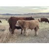 Image 1 : Einar & Judy & Logan & Emily Nelson - 620# October Delivery Steer Calves - 100 Head (Maycroft, AB)