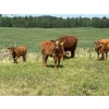 Image 5 : Cutting Edge Cattle/Holtry Creek Ranch - 560# November Heifer Calves - 105 Head (100 Mile House, BC)