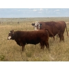 Image 12 : Blaine & Sue Hudec - 615# November Delivery Steer Calves - 80 Head (Jenner, AB)