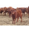 Image 7 : Sybouts Lake Farms Ltd. - 525# March Delivery Heifers - 85 Head (Gladmar, SK)