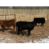 Image 3 : Calvin Rekydal - 775# March Delivery Steers - 80 Head (Vogar, MB) VBP+