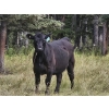 Image 2 : Thompson Colony - 550# October Delivery Heifer Calves - 110 Head (Fort Macleod, AB)