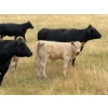Image 6 : Douglass Cattle Co. - 570# November Delivery Steer Calves - 85 Head (Finnegan, AB)