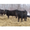 Image 4 : Martin DeVos - 675# March Delivery Steers - 95 Head (Fork River, MB) ***ADDED LOT***