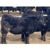 Image 6 : Hawk Ranching - 970# March Delivery Steers - 65 Head (Nanton, AB)