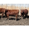 Image 3 : Barfus Farms - 800# April/May Delivery Heifers - 110 Head (Cardston, AB)