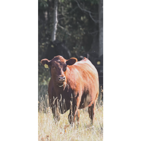 Cornerglen Ranching (McNeil) - 5 Red Simm/Angus X April/May Calving Bred Heifers (Crestomere, AB)