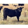 Image 3 : Prairie Haven Whitetails/Meier Land & Livestock - 620# November Steer Calves - 75 Head (Hays, AB)