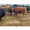Image 3 : Church Hill Land & Cattle - 1550# June Delivery Fed Cows - 38 Head (Coderre, SK)