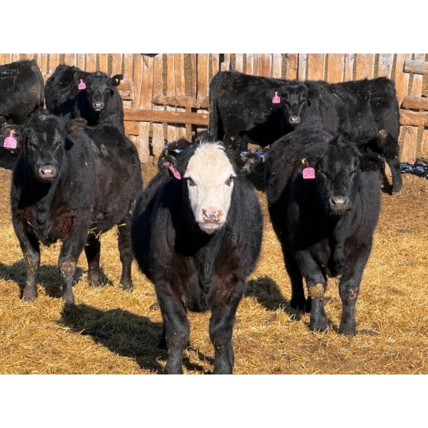 Rob Mossey - 925# March Delivery Steers - 67 Head (Vauxhall, AB)