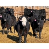 Image 1 : Rob Mossey - 925# March Delivery Steers - 67 Head (Vauxhall, AB)