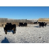 Image 6 : Bircham Ranch - 870# March Delivery Steers - 205 Head (Piapot, SK)