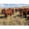 Image 3 : Westview Cattle Co. - 960# October Delivery Grass Heifers - 64 Head (Consort, AB)