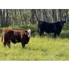 Image 3 : Rafter 17 Ranching  - 830# October Delivery Steer Calves - 150 Head (Eckville, AB) VBP+