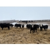 Image 7 : The Y Cattle Co. Ltd. - 702# March Delivery Steers - 43 Head (Crossfield, AB)