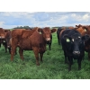 Image 6 : C.O. Johnson & Sons Ranches - 915# September Delivery Grass Heifers - 100 Head (Scandia, AB)