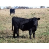 Image 4 : Susy Friesen - 550# October Delivery Steer Calves - 55 Head (Patricia, AB)
