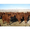 Image 1 : Riverview Ranch Ltd. - 620# April Delivery Heifers - 80 Head (Bow Island, AB)