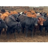 Image 6 : Kelsey Porter Inc. - 725# May Delivery Heifers - 81 Head (Burdett, AB)