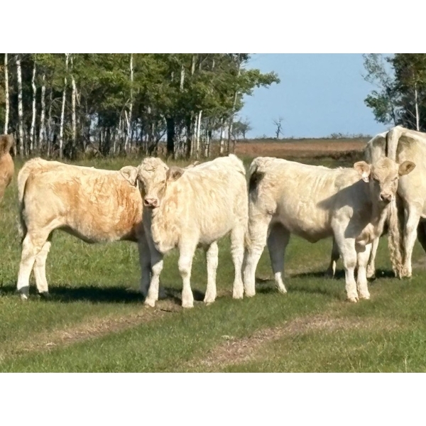 Winn Man Farms - 750# March Delivery Weaned Steers - 324 Head (Winnipegosis, MB)