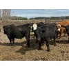 Image 4 : Westland Cattle Ltd. - 860# June Delivery Steers - 29 Head (Leduc, AB)