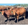 Image 6 : Lenny Brubacher - 1165# July Delivery Steers - 104 Head (Winnipegosis, MB)