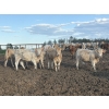 Image 3 : Cunningham Cattle Co. - 990# August Delivery Heifers - 186 Head (Sundre, AB)