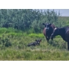 Image 8 : Lee Deschamps - 500# October Delivery Heifer Calves - 30 Head (Patricia, AB)