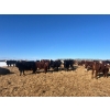 Image 3 : Ten Bar Cattle Co. - 1075# September Delivery Grass Steers - 173 Head (Brownvale, AB)