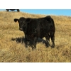 Image 10 : Rod Williams - 620# December Delivery Steer Calves - 94 Head (Crane Valley, SK)