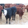 Image 3 : Ranahan Ranch - 975# February Delivery Open Heifers - 38 Head (Wapella, SK)