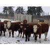 Image 3 : Garth & Theresa Kauppi - 870# December Weaned Steers - 73 Head (Eckville, AB)