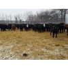 Image 3 : 7L Ranch - 755# March Delivery Steers - 79 Head (Lakeland, MB) VBP+