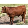 Image 14 : Ben Penner - 700# October Delivery Steer Calves - 50 Head (Purple Springs, AB)