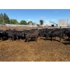 Image 1 : Chipping Hill Cattle Co. - 750# August Delivery Heifers - 77 Head (MacGregor, MB)