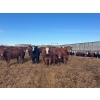 Image 2 : 6U Cattle Company - 875# April/May Delivery Heifers - 72 Head (Manning, AB) 