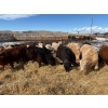Image 4 : Lowe Ranches - 614# March Delivery Steers - 25 Head (Nanton, AB)