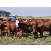 Image 7 : C.O. Johnson & Sons Ranches  - 876# September Delivery Grass Heifers - 123 Head (Scandia, AB) VBP+