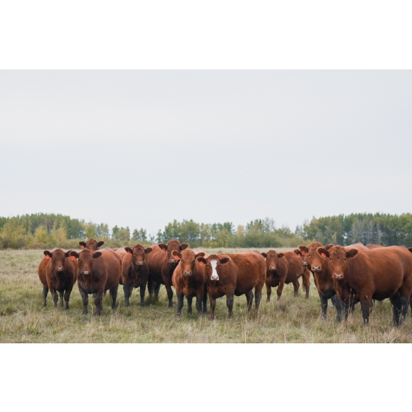 Cornerglen Ranching (Evans) - 12 Red/RBF Angus April/May Calving Bred Heifers (Crestomere, AB)