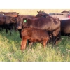 Image 11 : Storle Farms Ltd. - 600# October Delivery Steer Calves - 76 Head (Lake Alma, SK)