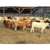 Proulx Ranch & Family - 585# October Delivery Steer Calves - 55 Head (Barriere, BC)