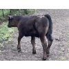 Image 8 : Beaver Ranch - 540# October Delivery Steer Calves - 220 Head (Quilchena, BC)