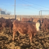Image 7 : Hawk Ranching - 900# February Weaned Steers - 70 Head (Nanton, AB)