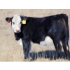 Image 3 : Cody Plumb - 650# October Delivery Heifer Calves - 35 Head (Enchant, AB)