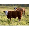 Image 2 : 4M Cattle Co. - 800# October Delivery Steer Calves - 78 Head (Stauffer, AB)