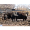 Image 5 : Willowside Ranch - 29 Simm/Angus X Bred Cows (Vibank, SK)