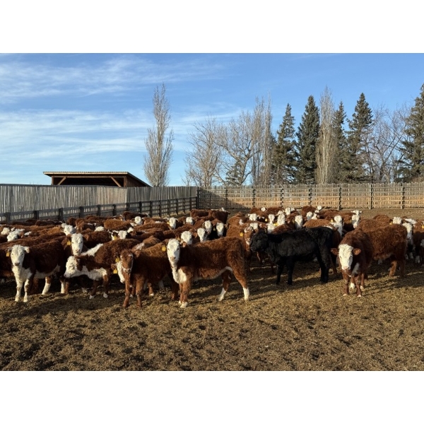 South Ridge Simmentals - 580# Jan/Feb Delivery Heifers - 105 Head (Monarch, AB)