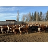 Image 1 : South Ridge Simmentals - 580# Jan/Feb Delivery Heifers - 105 Head (Monarch, AB)