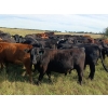 Image 2 : JT Cholin Farms - 825# September Delivery Grass Heifers - 75 Head (Biggar, SK)